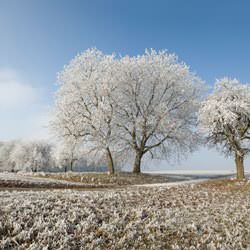 Frost covering trees and a grassy field in Lithia Springs